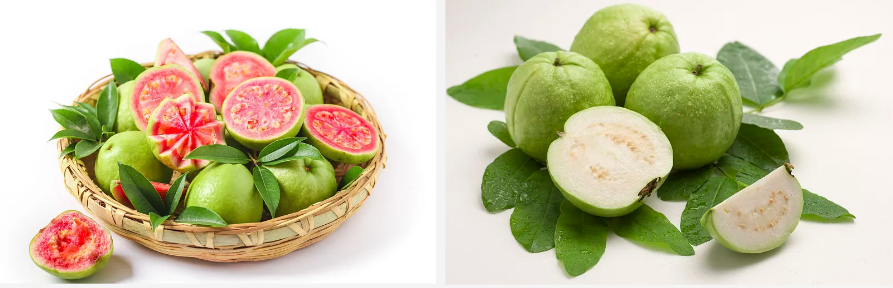 Guava Fruit Powde.png